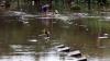 Memancing Ikan Mas di TPU Jeruk Purut yang Terendam Banjir