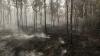 Cuaca Panas, Hutan Kawasan Bandara Hang Nadim Terbakar - Bagian 2