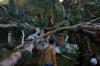 Pohon Beringin Berusia Ratusan Tahun di Gunungkidul Tumbang, Timpa Sarana Pamsimas