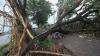 2 Hari Diterjang Angin Kencang, 17 Pohon di Payakumbuh Tumbang