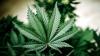 BNN Tegaskan Masih Sedikit Negara yang Legalkan Ganja untuk Kesehatan