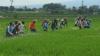 Begini Cara Petani Boyolali Kendalikan Hama Wereng