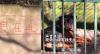 Netizen China Heboh Kandang Serigala di Kebun Binatang Diisi Anjing 