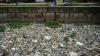 Sungai Cikijing Bandung Tertutup Sampah, Warga Keluhkan Bau Menyengat - Bagian 2