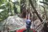 Video Orangutan Kelaparan dan Nyasar ke Kebun Sawit Milik Warga di Kalteng