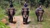 Gajah Jinak Patroli Cegah Konflik Warga dan Hewan Liar - Bagian 1