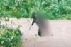 Video Viral Polisi Terjang Arus Sungai untuk Evakuasi Jenazah Korban Kecelakaan di Manokwari 