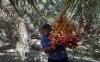 Indonesia Terima Hadiah 100 Ton Kurma dari Arab Saudi