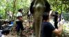 Kabar Baik, Gajah Betina yang Luka Parah Diserang Pejantan Birahi di Aceh Timur Mulai Sehat