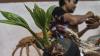 Bonsai Pohon Kelapa Berbentuk Ayam hingga Naga Dijual Rp500.000 - Bagian 2