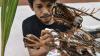 Bonsai Pohon Kelapa Berbentuk Ayam hingga Naga Dijual Rp500.000 - Bagian 1