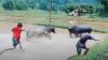 Detik-Detik Kerbau Tumbang Mati di Tempat saat Uji Nyali Adu Tanduk di Toraja
