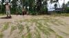 Sawah di Pasaman Rusak Diterjang Banjir, Petani Gagal Panen