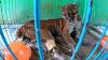 BKSDA Jambi Rawat Kucing Emas Asia Jantan - Bagian 2