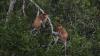 Wisata Susur Sungai Kalbar, Melihat Orangutan dan Bekantan di Habitat Asli - Bagian 4