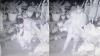 Pencurian Puluhan Tanaman Hias di Kranggan Terekam CCTV, Pemilik Rugi Rp5 Juta 