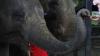 Serunya Memberi Makan Gajah Koleksi Solo Zoo - Bagian 3