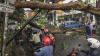 2 Warga Pasaman Tewas Tertimpa Pohon saat Potong Kayu
