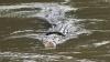 Buaya Berkalung Ban Muncul di Pinggir Sungai setelah Lama Tidak Terlihat - Bagian 1