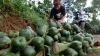 Petani Temanggung Panen Kolang Kaling, Dijual Rp8.000 per Kilogram - Bagian 2