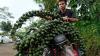Petani Temanggung Panen Kolang Kaling, Dijual Rp8.000 per Kilogram