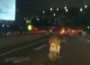 Video Viral Pemotor Nekat Melaju di Jalan Tol 