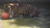 Mengkhawatirkan, Populasi Harimau Sumatera Tinggal 600 Ekor - Bagian 3