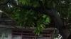 Hujan Deras, Pohon Tumbang Timpa Rumah Warga di Kembangan