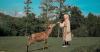 Tips Wisata di Taman Penangkaran Rusa Bogor, Keren Banyak Spot Instagramable