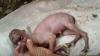 Heboh Anak Kambing Lahir dengan Wajah Menyerupai Manusia di Aceh Selatan