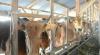 Jelang Lebaran, Stok Sapi di Bangka Tengah Aman   