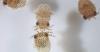 NASA Kirim Cumi-Cumi Kecil ke Luar Angkasa, Ini Tujuannya