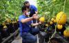  Mentan Syahrul Yasin Limpo Panen Melon di Agribusiness and Teknologi Park IPB University - Bagian 1