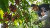 Petani Kendal Panen Kopi Robusta - Bagian 1
