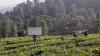 Tempat Berkerumun, Ratusan Lapak PKL di Puncak Bogor Dibongkar - Bagian 2