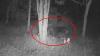 Terungkap! Ini Makhluk Misterius Berbulu dan Bau Busuk yang Teror Warga Agam