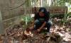 Ditanam di Arboretum Sylva Untan Pontianak, Bunga Bangkai Berhasil Mekar