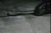 Evakuasi Ular Piton Melilit Motor Warga