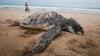 Ratusan Anak Penyu Dilepas ke Pantai Tanjung Gelam Karimunjawa