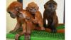 BKSDA Selamatkan 3 Lutung Jawa yang Dijual Online - Bagian 2