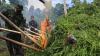 2 Hektare Ladang Ganja Dibakar BNN - Bagian 1