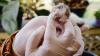 Penampakan Kucing Berwajah Dua Bernama Juna Juni - Bagian 2