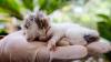 Penampakan Kucing Berwajah Dua Bernama Juna Juni - Bagian 1