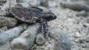 Ratusan Anak Penyu Dilepas ke Pantai Tanjung Gelam Karimunjawa