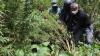 Polisi Bakar 7 Hektare Ladang Ganja yang Ditemukan di Nagan Raya 