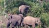 Warga Aceh Tengah Tewas Diinjak Gajah Liar