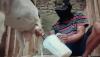 Diyakini Bisa Tangkal Covid, Susu Kambing Saanen Mulai Diburu Warga Purwakarta