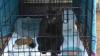 Ajaib, 2 Minggu Tertimbun Puing Bangunan 12 Lantai, Kucing Ini Selamat