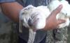 Viral Kambing Berwajah Mirip Monyet Lahir di Pacitan