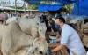 Distanak Bandarlampung Belum Temukan Hewan Kurban Berpenyakit tapi ada Kambing Tanduk Cacat
